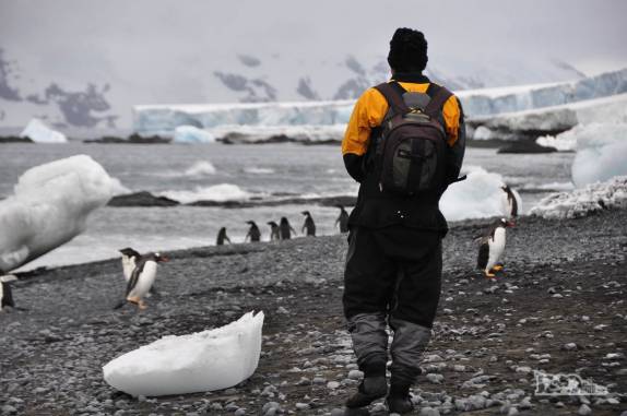 Caminhando na praia de Brown Bluff, na Antártida, entre blocos de gelo e pinguins das espécies gentoo e adelie